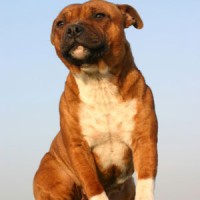 Staffordshire Bull Terrier