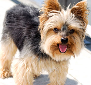 Yorkshire Terrier