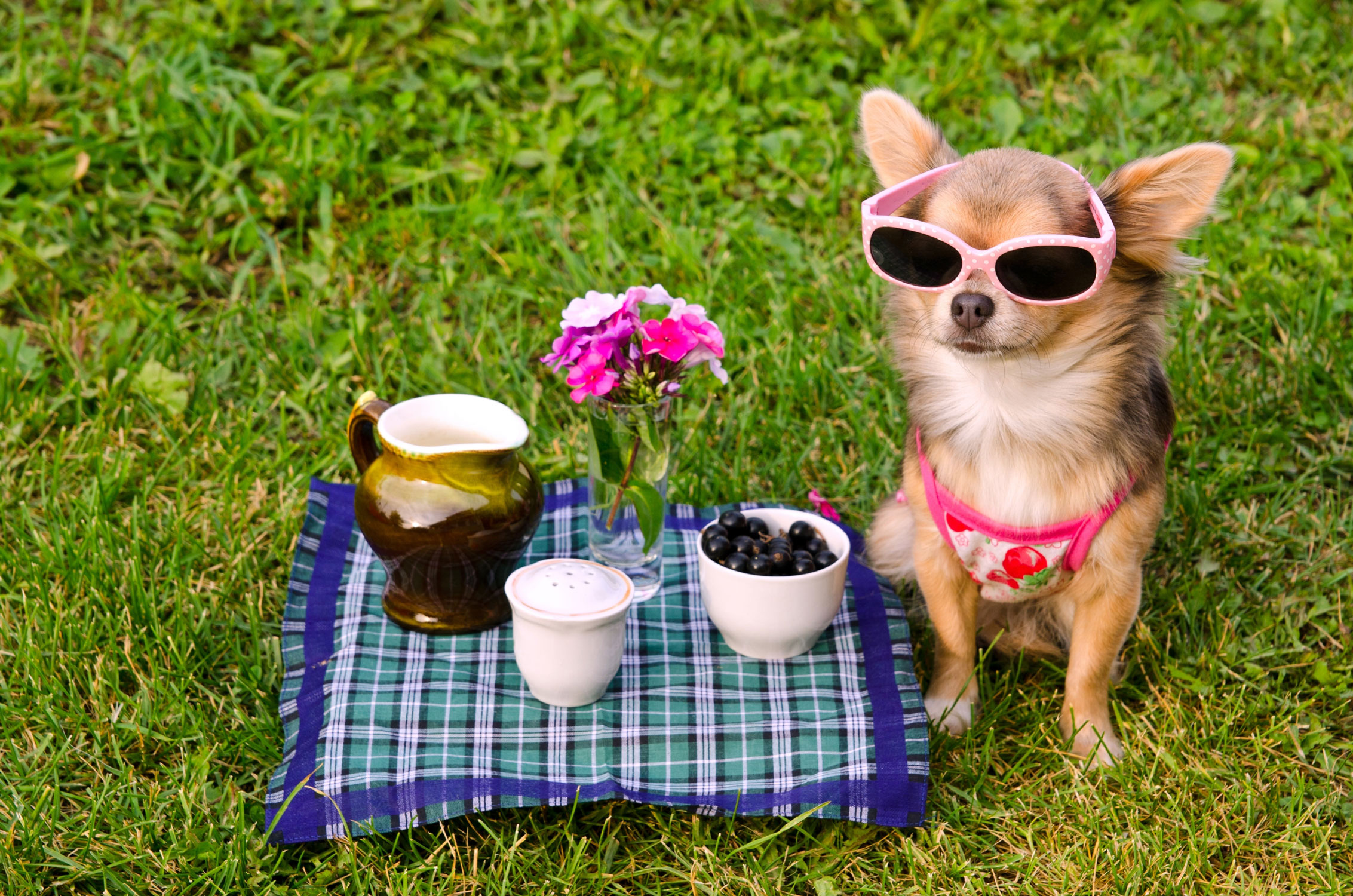 Alternative therapies for dog health