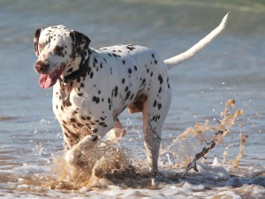 cool down for dog health