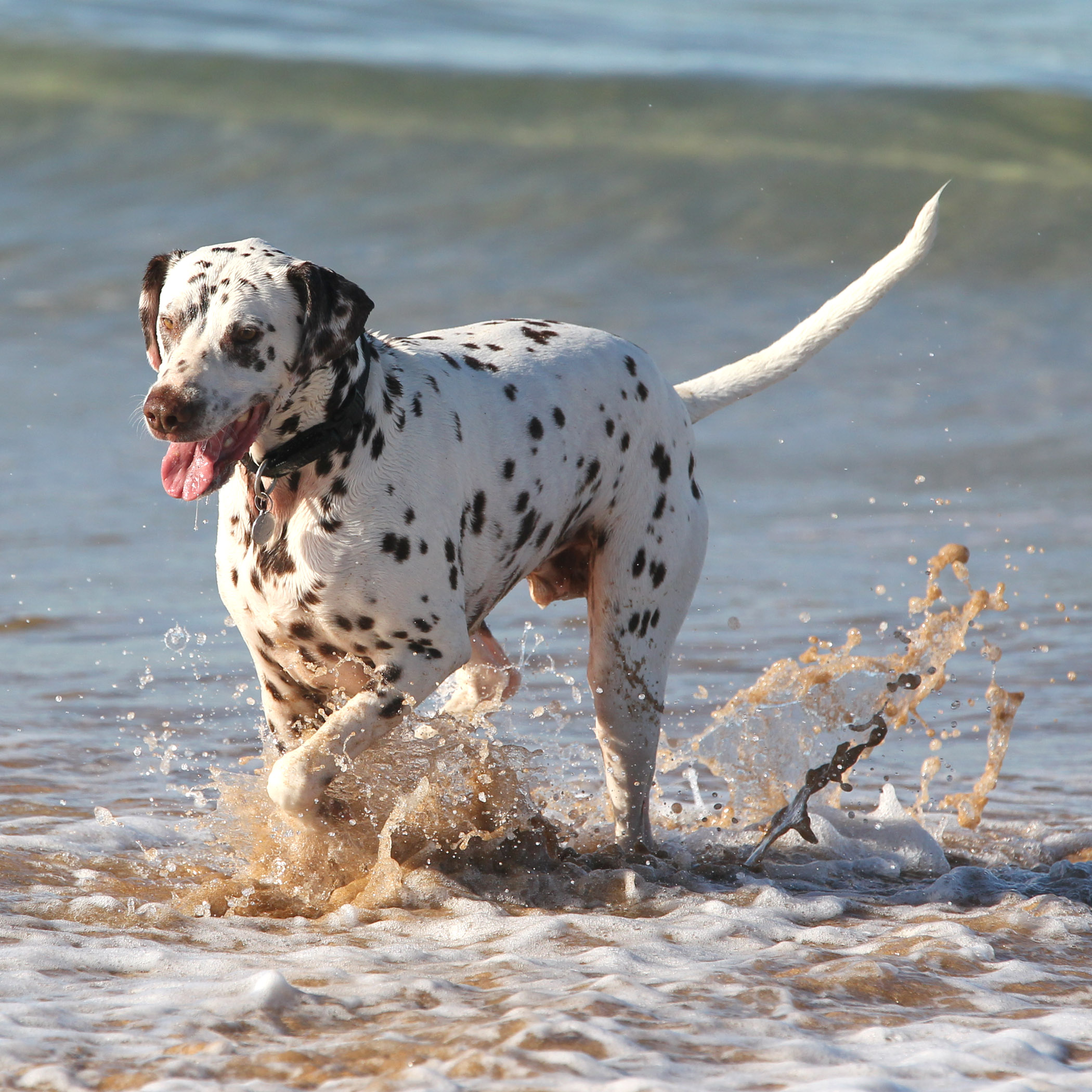 Beating the heat for dog health