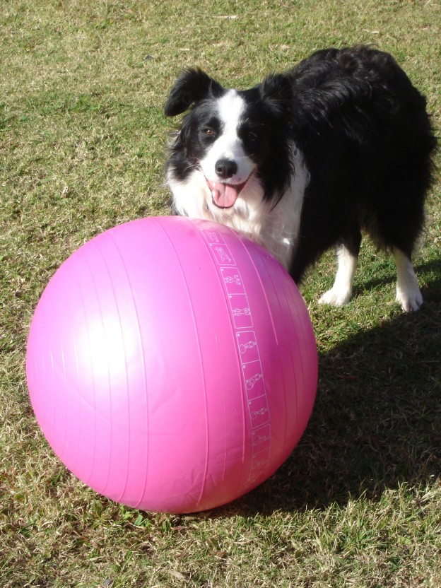 dog-training-sports