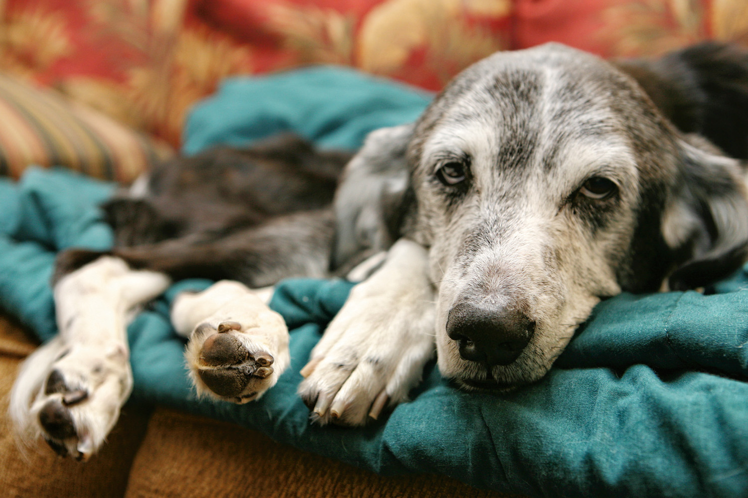 Senior pets can still live life to the full