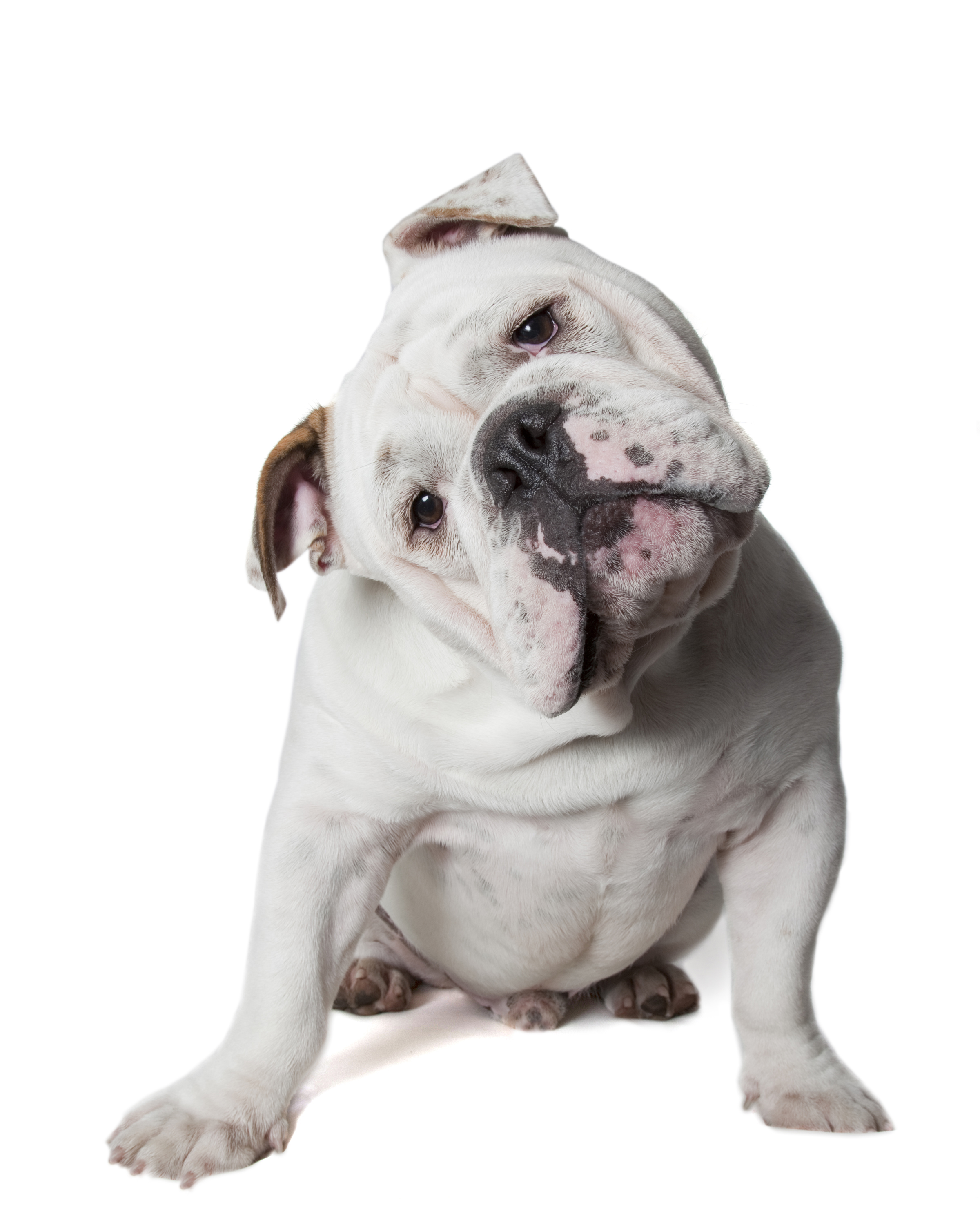 A weighty issue for dog health