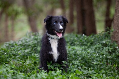 will my border collie ever calm down