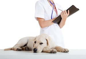 bigstock_Veterinay_Taking_Care_Of_A_Dog_6477739