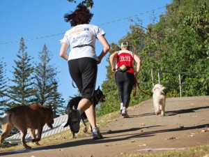 getting fit with dogs