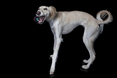 dogs that bark smart