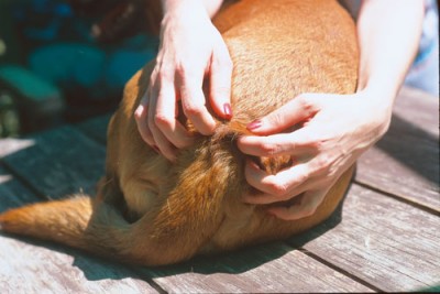 the smelly side of dogs, poo