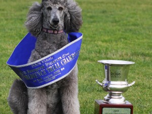 dog sports champion