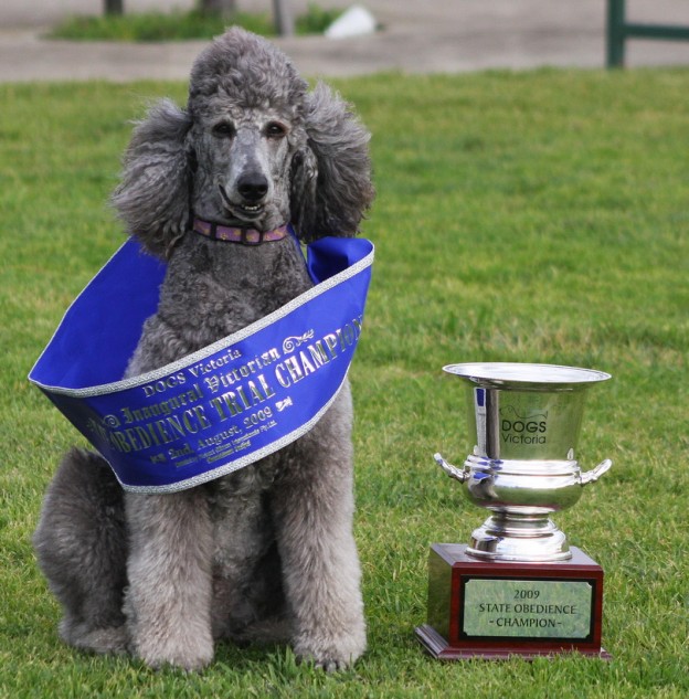 dog sports champion