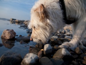 credit: istock eco-friendly dog owners