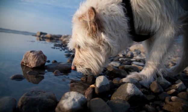 credit: istock eco-friendly dog owners