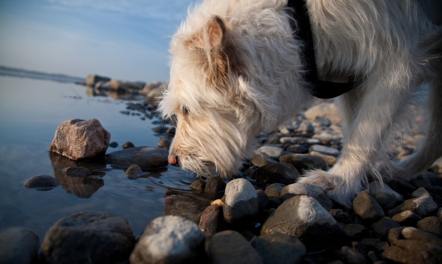 How to be an eco-friendly dog owner