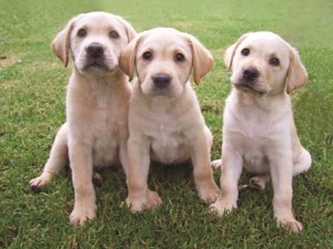 Guide Dogs for Wet Nose Day