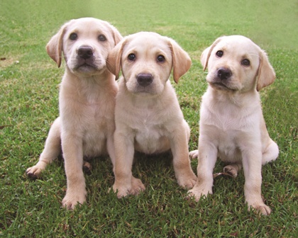 Guide Dogs for Wet Nose Day