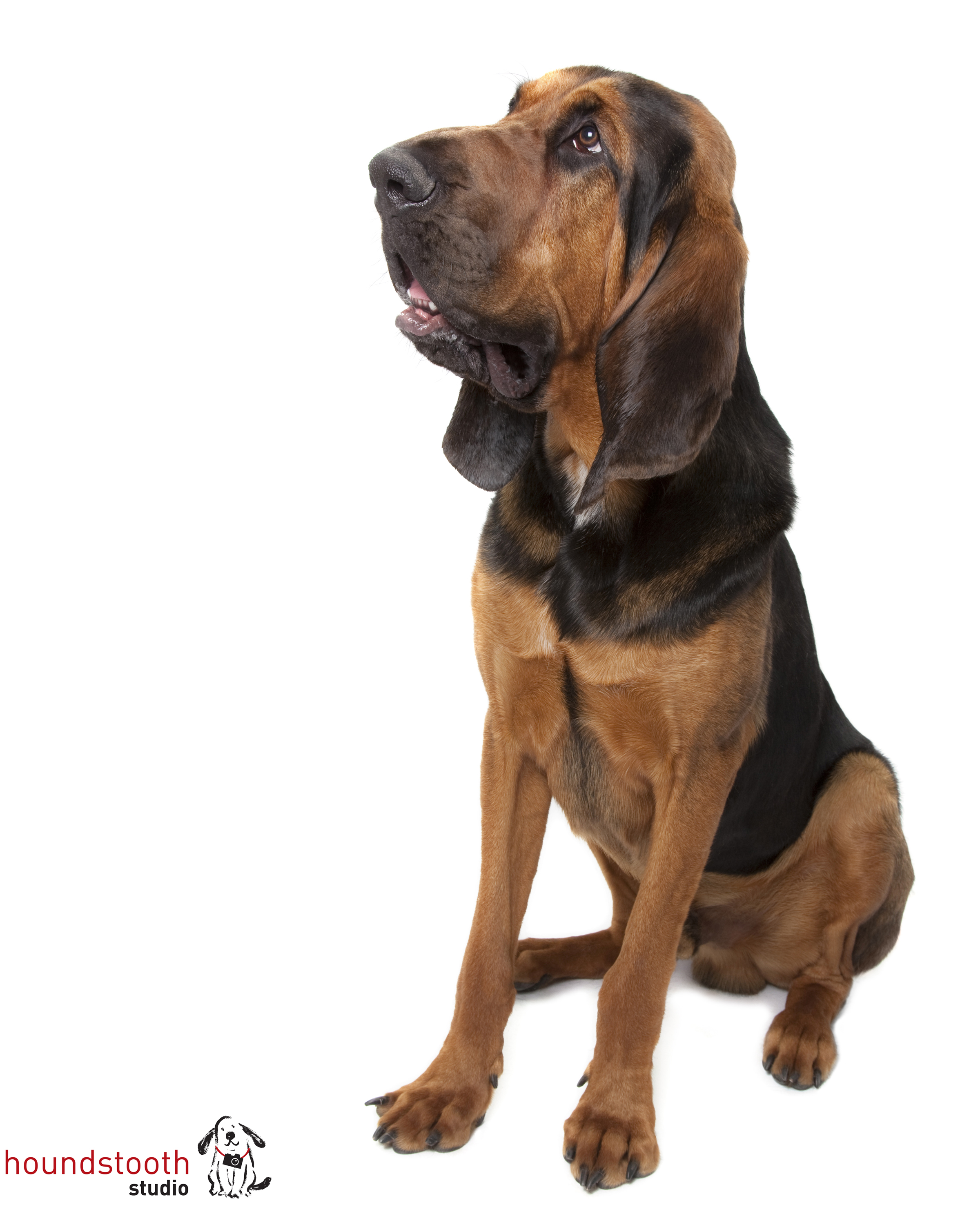 Common canine misbehaviours