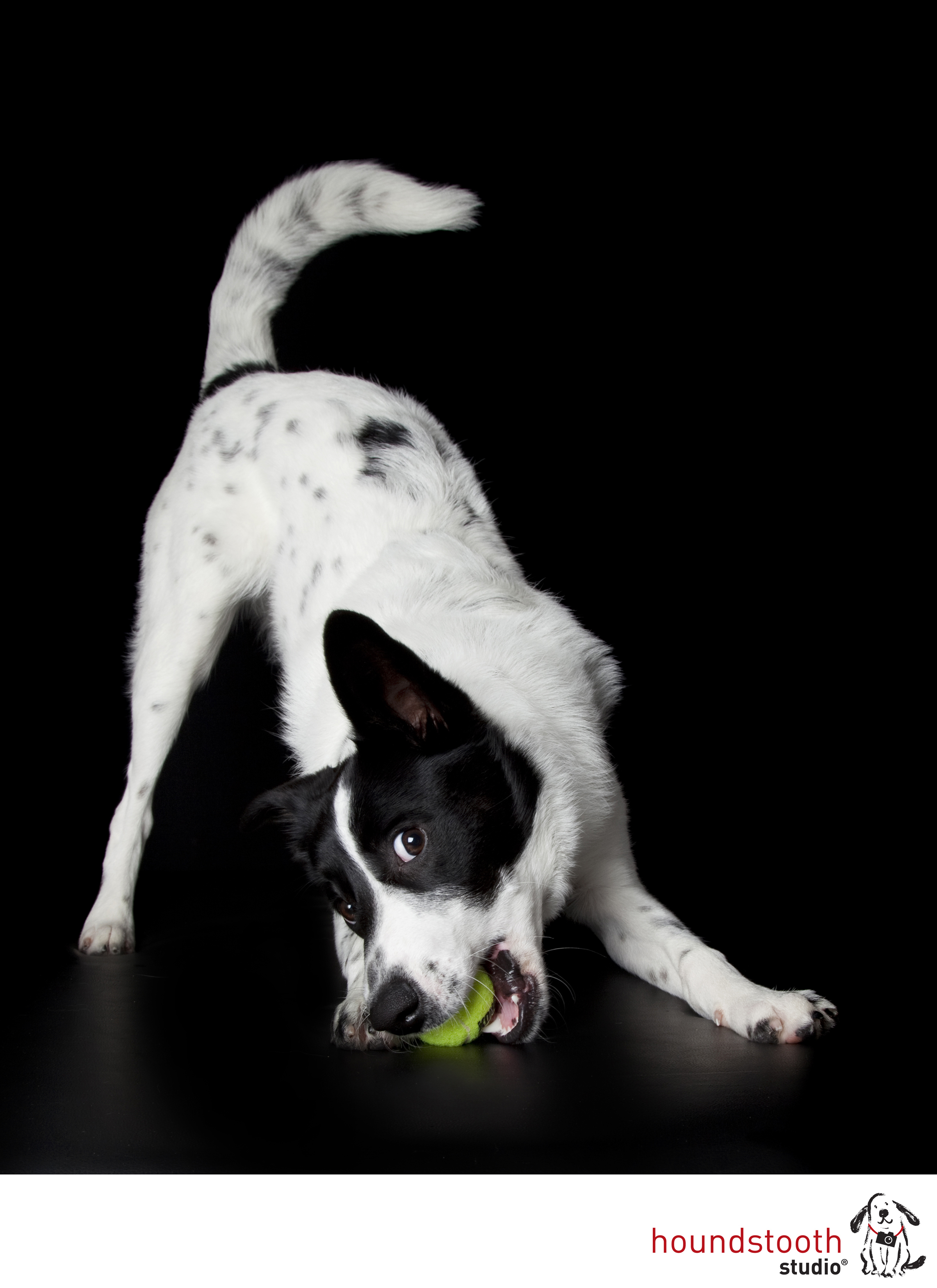 Winter dog exercises