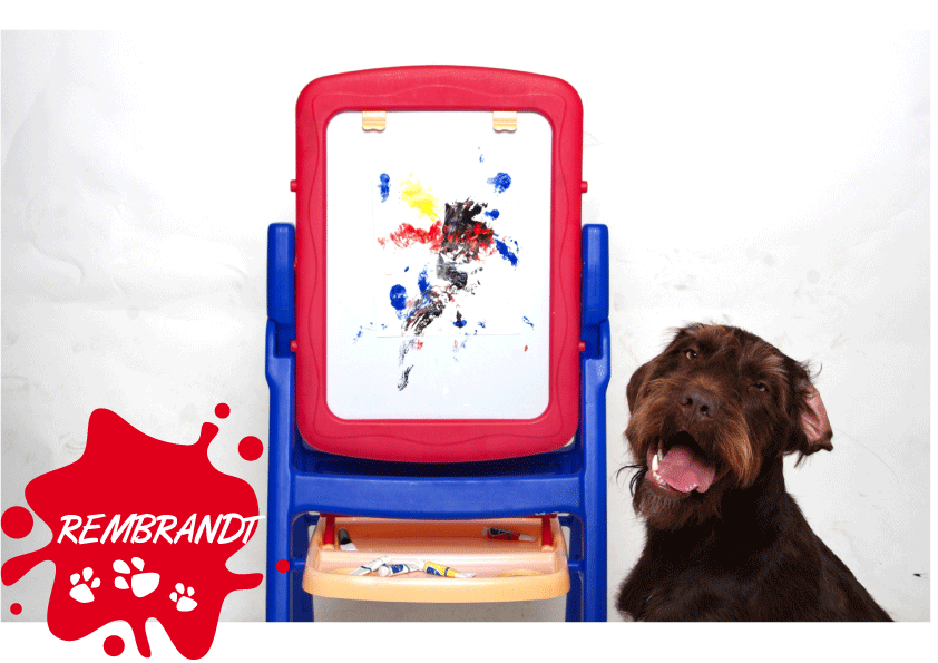 Talented dogs