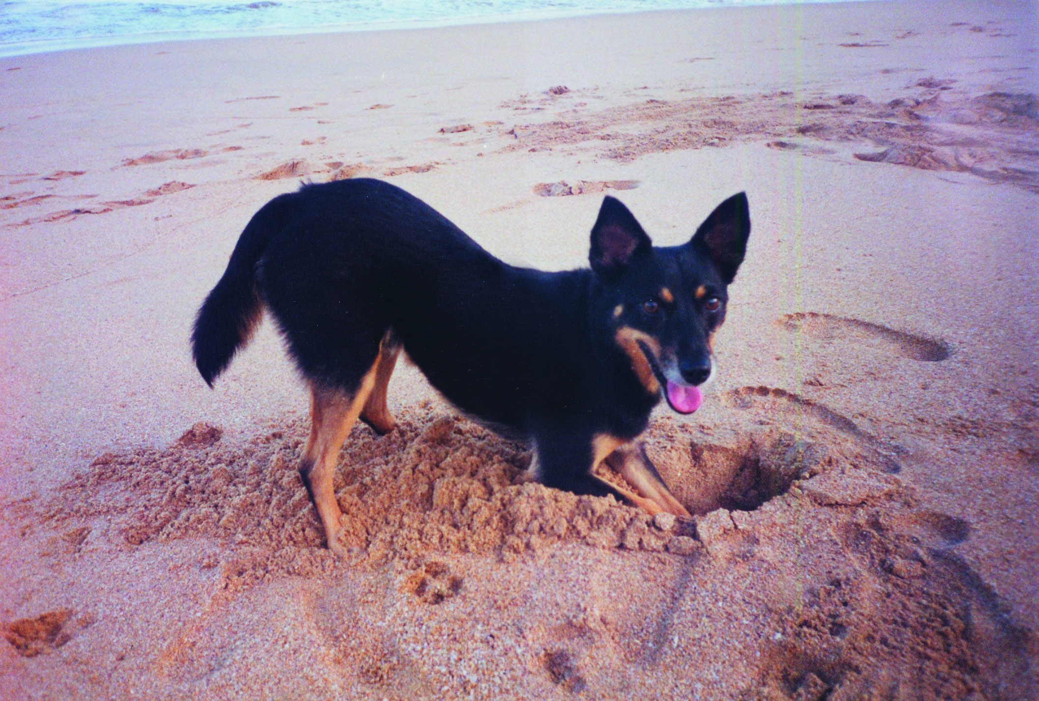 Why do dogs dig? - Dogslife. Dog Breeds Magazine 
