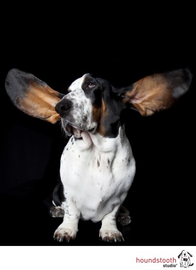 dog infections