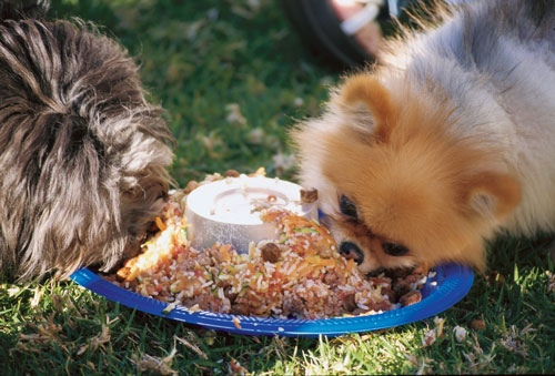 deadly food for dogs