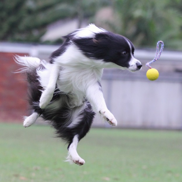 odd dog behaviours