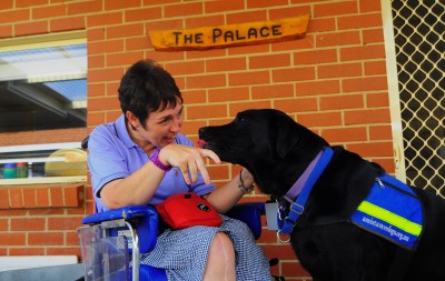 assistance dogs