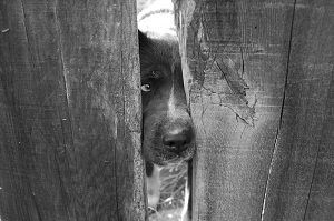 bigstock - peeping dog