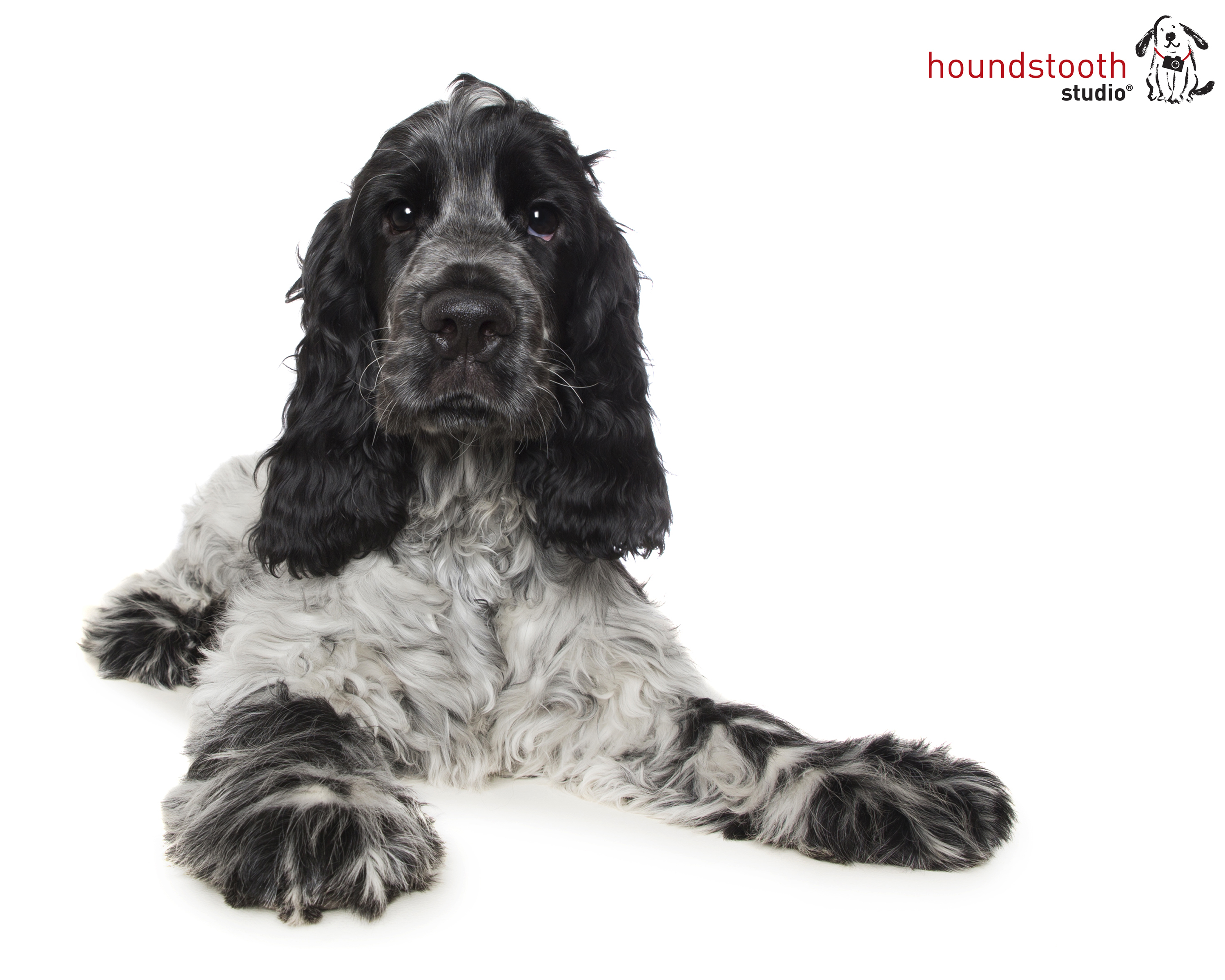 Addison’s disease in dogs