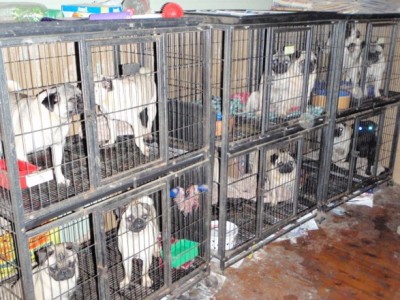 animal hoarding