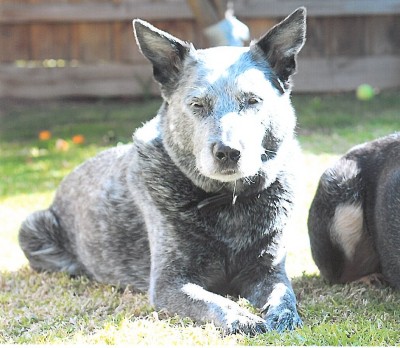 Anzac - Hero Dog