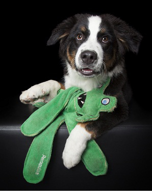 Best Puzzle Toys for Dogs, Banish Boredom