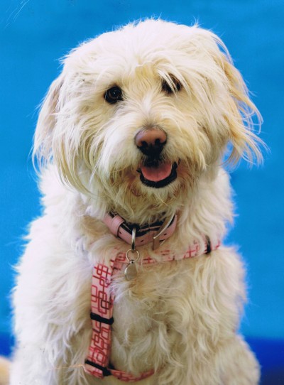 Crumpet - Assistance Dog of the Year