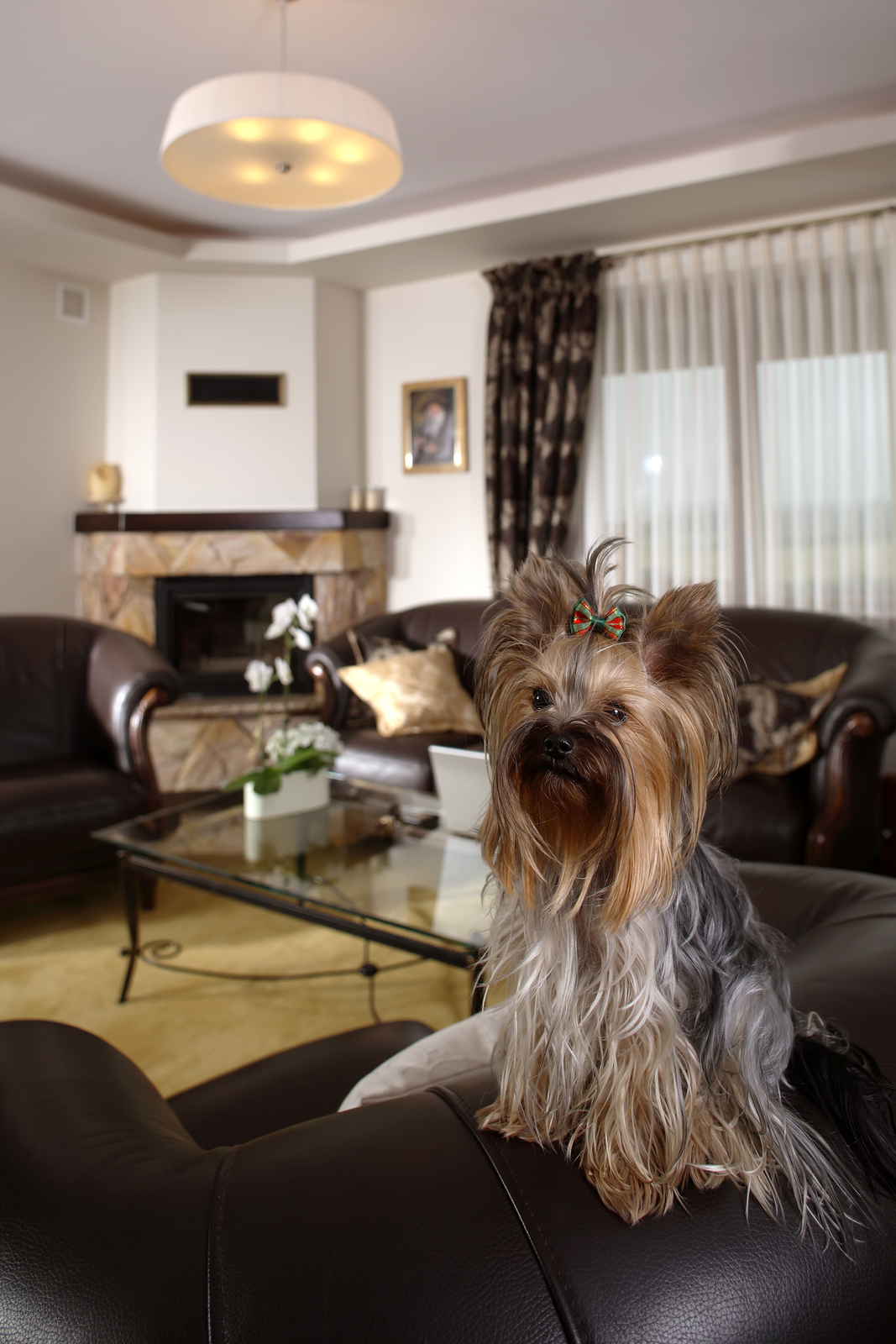 Dogs in apartments