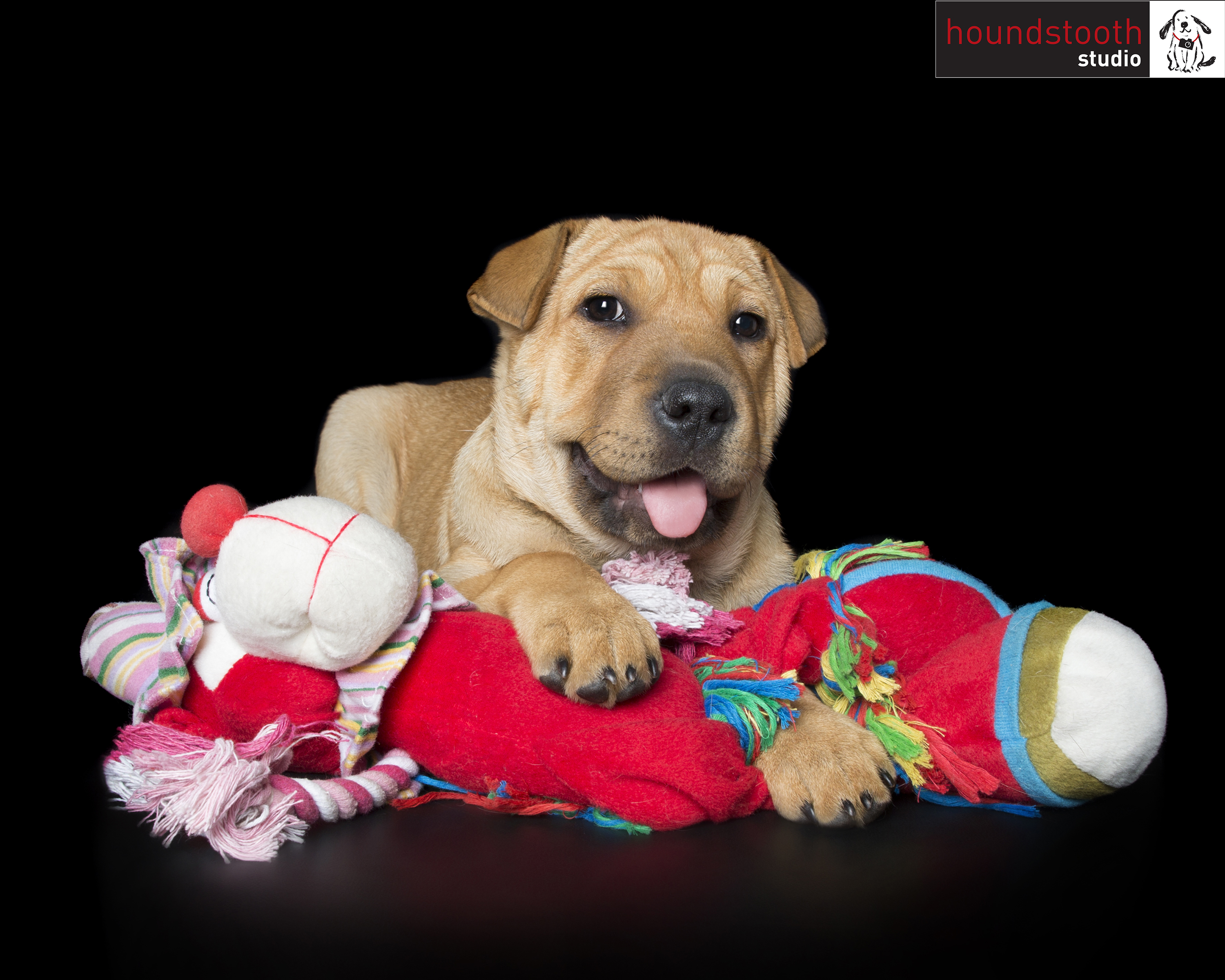 Dog safety at home