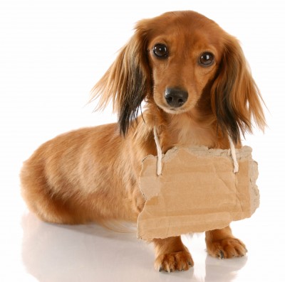 cr: bigstock, keeping your dog