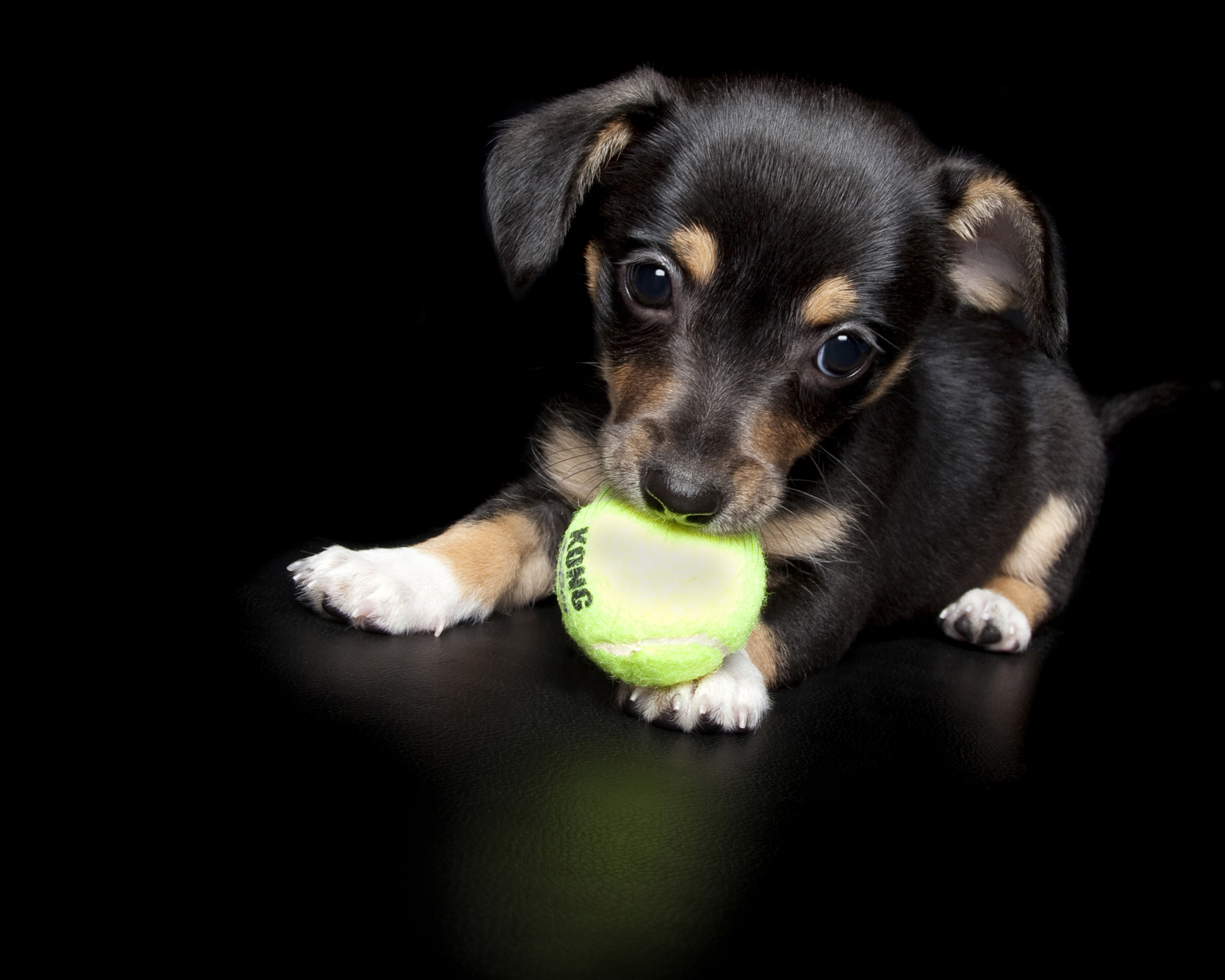 Houndstooth Studio and their love for animals
