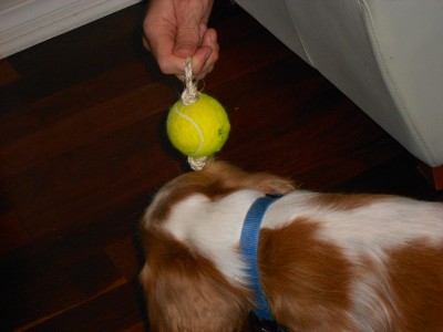 diy fun with your dog