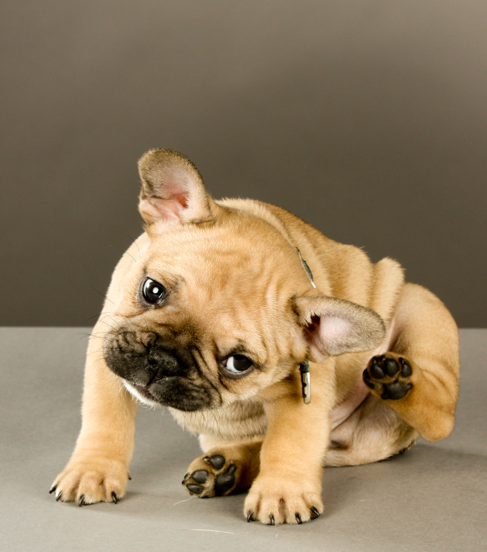Dog skin conditions