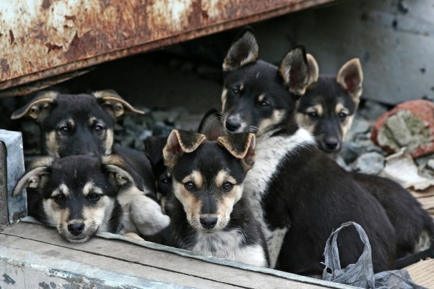 Animal hoarding