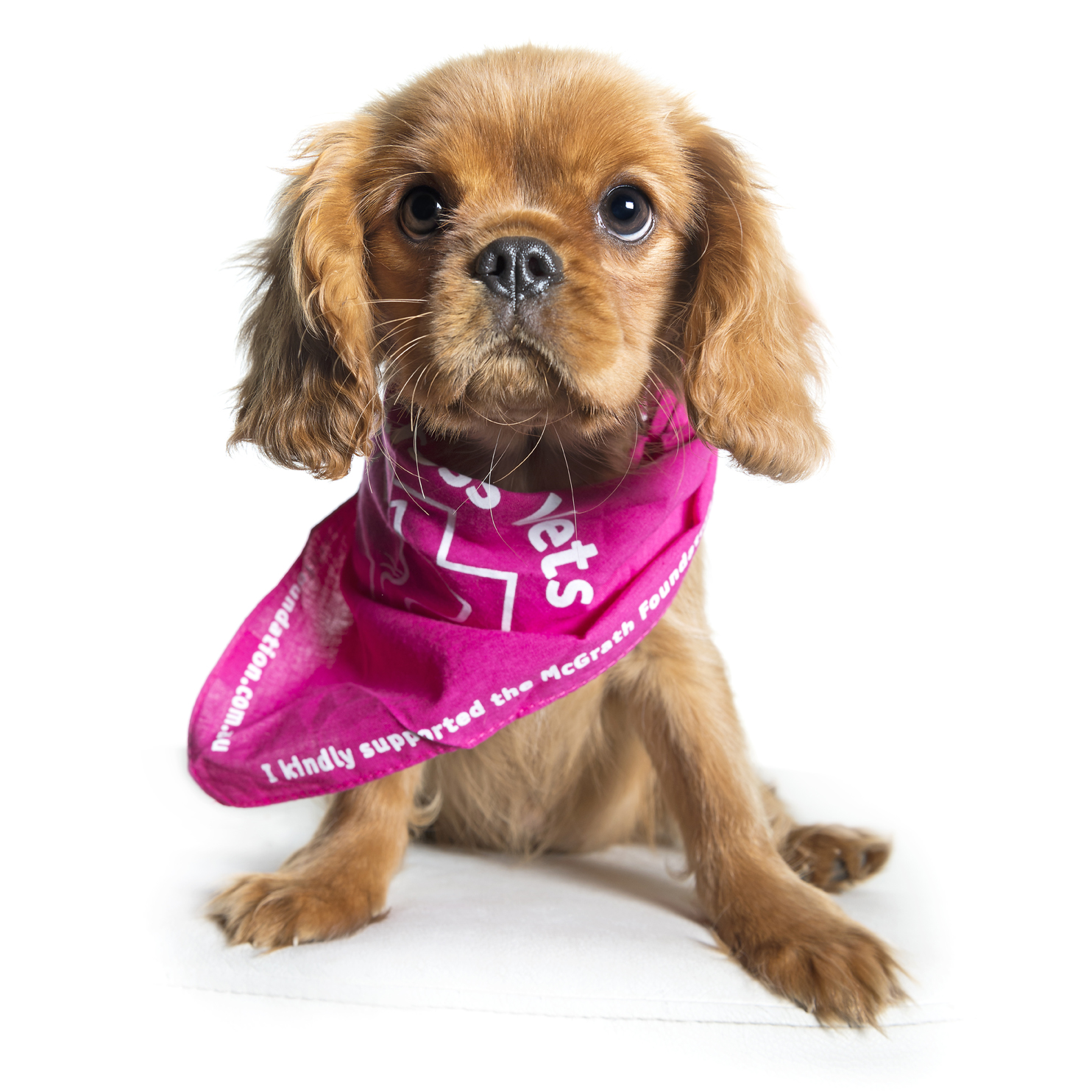 Greencross Vets go pink for a good cause