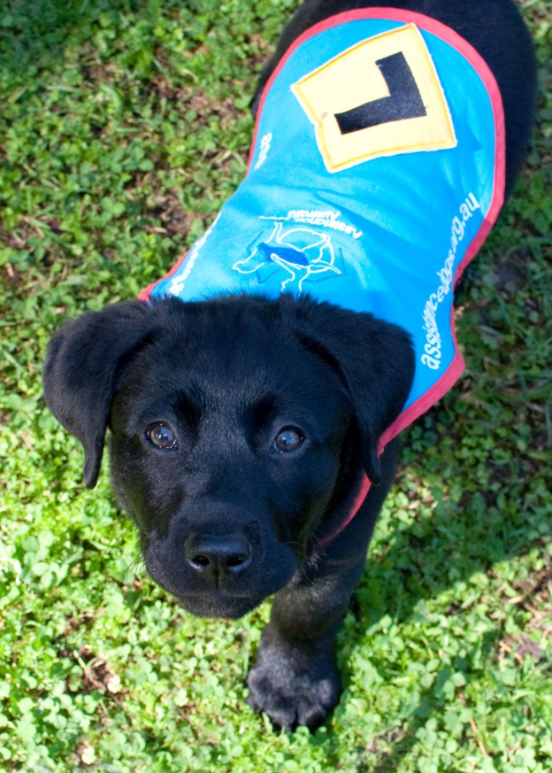 Gracie - Assistance Dogs Australia puppy
