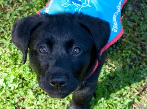 Gracie - Assistance Dogs Australia puppy
