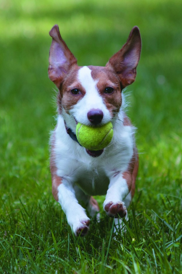 Eukanuba Play Fetch