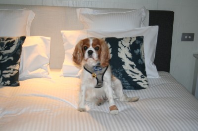 Rusty at the Sebel Pier One Hotel