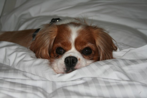 Rusty at the Sebel Pier One Hotel