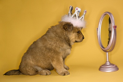 Puppy wearing crown - Bigstock