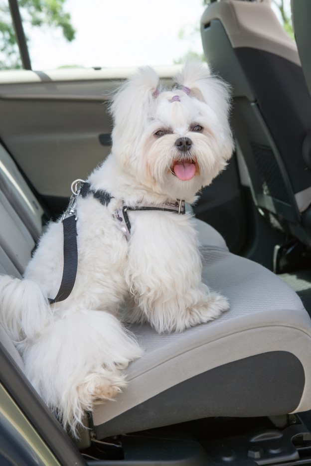 bigstock-Small-dog-maltese-sitting-safe-47156461