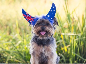 akemi-photography-australian-silky-terrier-bailey-1